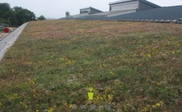 Green Roofs (11)