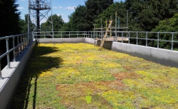 Green Roofs (4)