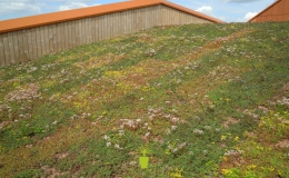 Green Roofs (7)