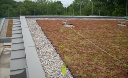 Green Roofs (8)
