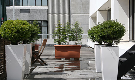 Courtyard & Patio Plants