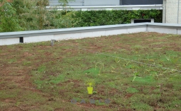 Green Roofs (2)